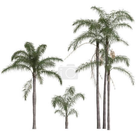 Foto de 3d ilustración de conjunto syagrus romanzoffian palmera aislada sobre fondo blanco - Imagen libre de derechos