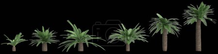 Photo for 3d illustration of set Sago palm isolated on black background - Royalty Free Image