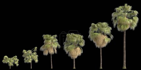 Téléchargez les photos : Illustration 3d de l'ensemble washingtonia filifera Palmier isolé sur fond noir - en image libre de droit