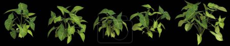 Téléchargez les photos : Illustration 3d d'une plante synogonium podophyllum isolée sur fond noir vue de l'œil humain - en image libre de droit