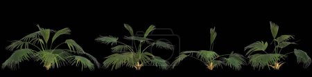 Foto de 3d ilustración de conjunto livistona planta aislada sobre fondo trasero - Imagen libre de derechos