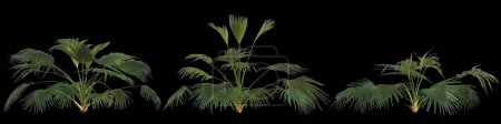 Foto de 3d ilustración de conjunto livistona planta aislada sobre fondo trasero - Imagen libre de derechos