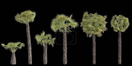 Photo for 3d illustration of set trachycarpus fortunei plant isolated on back background - Royalty Free Image