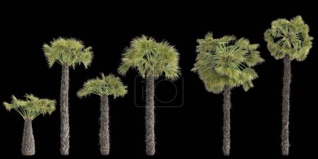 Photo for 3d illustration of set trachycarpus fortunei plant isolated on back background - Royalty Free Image