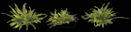 3d illustration of set sword fern plant isolated on black background