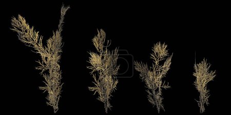 3D-Illustration von Algen isoliert auf schwarzem Hintergrund