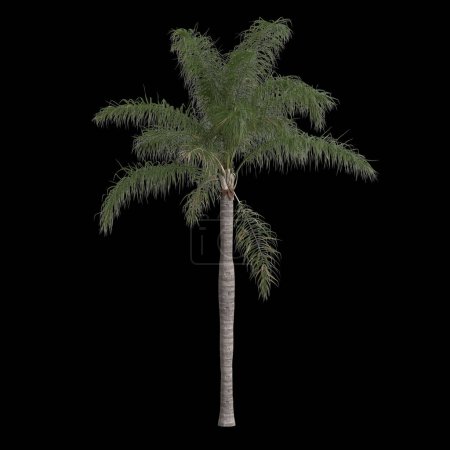 Foto de 3d ilustración de syagrus romanzoffian palmera aislada sobre fondo negro - Imagen libre de derechos