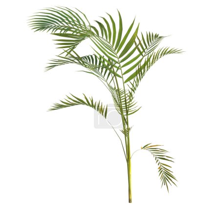 Illustration 3d d'une plante de palmier areca isolée sur fond blanc
