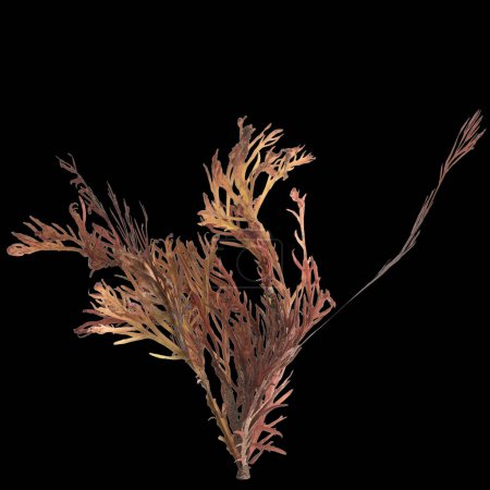 3D-Illustration von Sargassum-Algen isoliert auf schwarzem Hintergrund