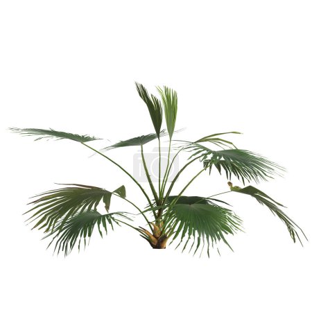 Foto de Ilustración 3d de planta livistona aislada sobre fondo blanco - Imagen libre de derechos