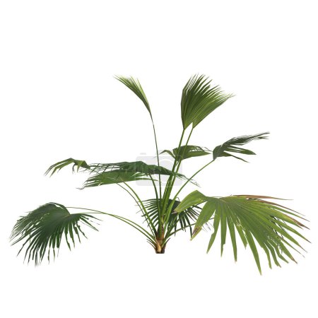 Foto de Ilustración 3d de planta livistona aislada sobre fondo blanco - Imagen libre de derechos
