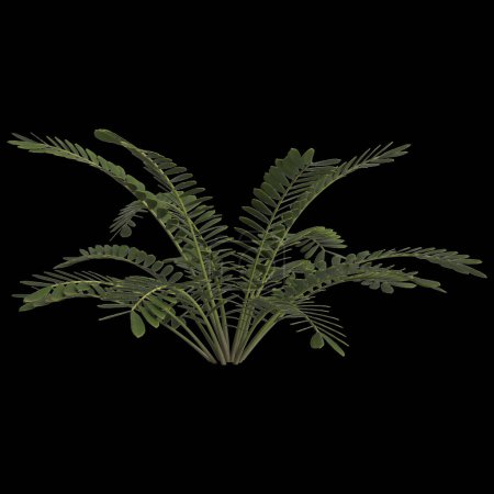 Photo for 3d illustration of zamia furfuracea plant isolated on black background - Royalty Free Image