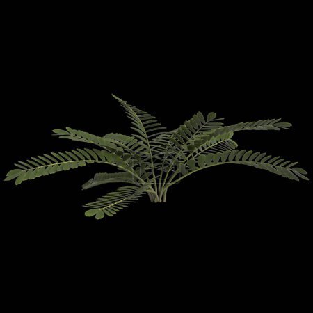 Photo for 3d illustration of zamia furfuracea plant isolated on black background - Royalty Free Image
