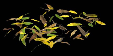 Foto de 3d ilustración de hojas secas aisladas sobre fondo negro ojos vista humana - Imagen libre de derechos