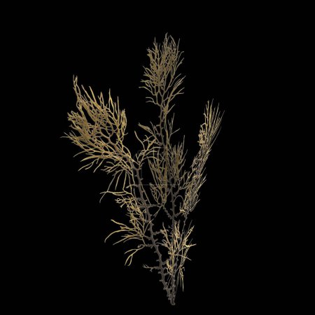 3D Illustration von Algen isoliert auf schwarzem Hintergrund