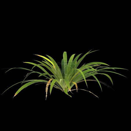 Téléchargez les photos : Illustration 3D de la plante setaria palmifolia isolée sur fond noir - en image libre de droit