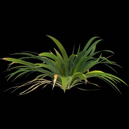 Téléchargez les photos : Illustration 3D de la plante setaria palmifolia isolée sur fond noir - en image libre de droit