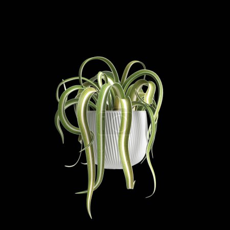 Photo for 3d illustration of houseplant isolated on black background - Royalty Free Image