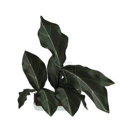 Téléchargez les photos : Illustration 3d d'une plante d'intérieur isolée sur fond blanc - en image libre de droit