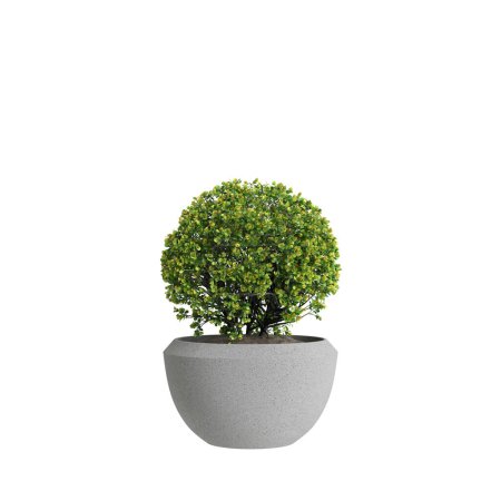 Téléchargez les photos : Illustration 3D de la plante d'intérieur Euonymus Japonicus isolée sur fond blanc - en image libre de droit