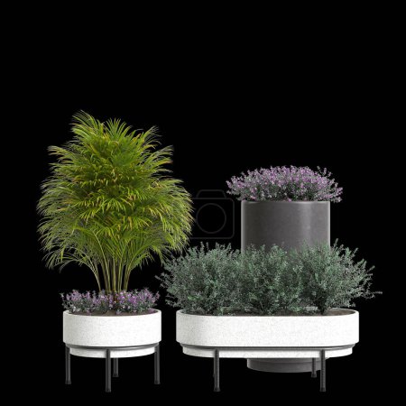 Photo for 3d illustration of set houseplant isolated on black background - Royalty Free Image
