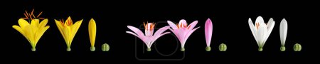 Foto de 3d ilustración de flor de Zephyranthes aislado en baclground negro - Imagen libre de derechos