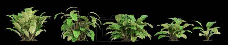 Téléchargez les photos : Illustration 3d du décor Calathea Zebrina buisson isolé sur fond noir - en image libre de droit