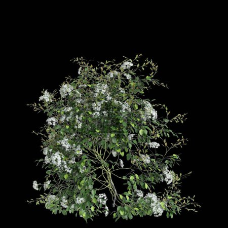 Foto de 3d ilustración de Clematis Terniflora enredadera aislada sobre fondo negro - Imagen libre de derechos