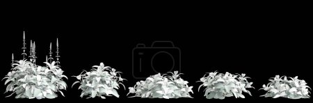 Photo for 3d illustration of set Stachys byzantina bush isolated black background - Royalty Free Image