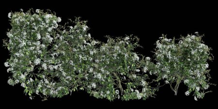 Foto de 3d ilustración de Clematis Terniflora enredadera aislada sobre fondo negro - Imagen libre de derechos