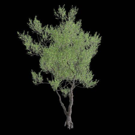 Foto de 3d ilustración de Olea europaea árbol aislado fondo negro - Imagen libre de derechos