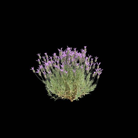 Téléchargez les photos : Illustration 3D de Lavandula stoechas buisson isolé fond noir - en image libre de droit