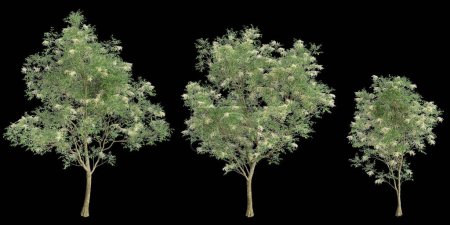 Téléchargez les photos : Illustration 3D de l'arbre Fraxinus griffithii isolé sur fond noir - en image libre de droit