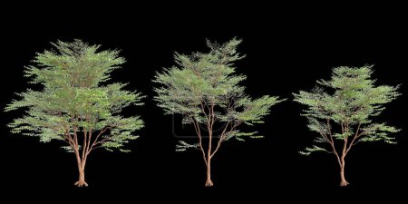 Foto de 3d ilustración de conjunto Stewartia monadelpha árbol aislado sobre fondo negro - Imagen libre de derechos