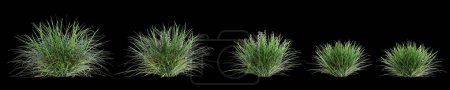 Téléchargez les photos : Illustration 3D de l'ensemble buisson Ophiopogon japonicus isolé sur fond noir - en image libre de droit