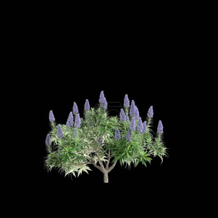 Photo for 3d illustration of Echium candicans bush isolated black background - Royalty Free Image