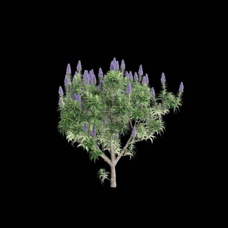 Photo for 3d illustration of Echium candicans bush isolated black background - Royalty Free Image