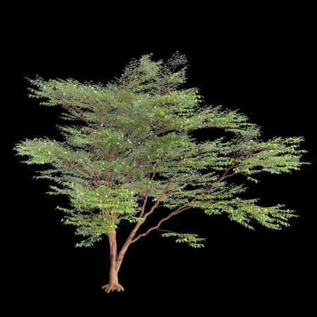Foto de 3d ilustración de Stewartia monadelpha árbol aislado sobre fondo negro - Imagen libre de derechos
