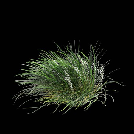 Téléchargez les photos : Illustration 3D du buisson Ophiopogon japonicus isolé sur fond noir - en image libre de droit
