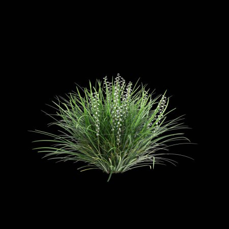 Téléchargez les photos : Illustration 3D du buisson Ophiopogon japonicus isolé sur fond noir - en image libre de droit