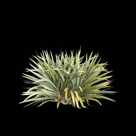 Téléchargez les photos : Illustration 3d du buisson Phormium tenax isolé sur fond noir - en image libre de droit