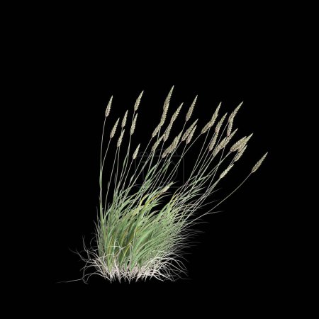 Téléchargez les photos : Illustration 3D du buisson anthoxanthum odoratum isolé sur fond noir - en image libre de droit