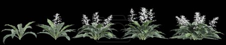 Téléchargez les photos : Illustration 3D de l'ensemble Arthropodium cirratum buisson isolé sur fond noir - en image libre de droit