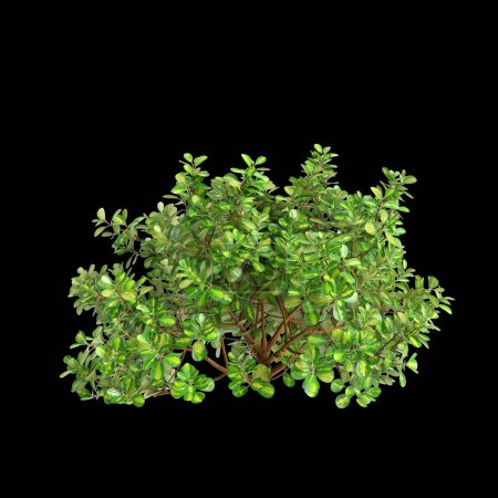 3D-Illustration von Coprosma repens Busch isoliert auf schwarzem Hintergrund