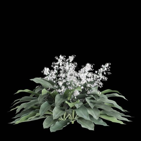 Téléchargez les photos : Illustration 3d du buisson Arthropodium cirratum isolé sur fond noir - en image libre de droit