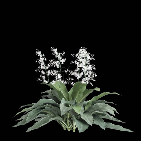 Téléchargez les photos : Illustration 3d du buisson Arthropodium cirratum isolé sur fond noir - en image libre de droit