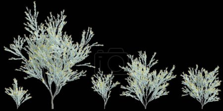 Foto de 3d ilustración de conjunto de árbol de Acacia podalyriifolia aislado sobre fondo negro - Imagen libre de derechos