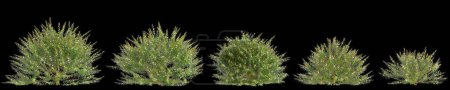 3d illustration of set Austromyrtus tenuifolia bush isolated on black background