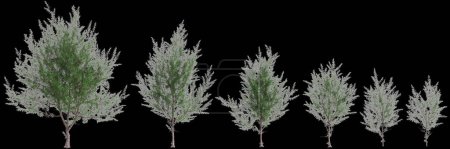 Foto de 3d ilustración de conjunto Casuarina equisetifolia árbol aislado sobre fondo negro - Imagen libre de derechos