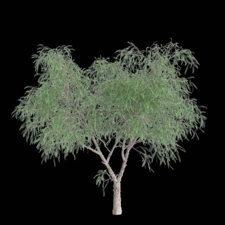 Photo for 3d illustration of Schinus molle tree isolated on black background - Royalty Free Image